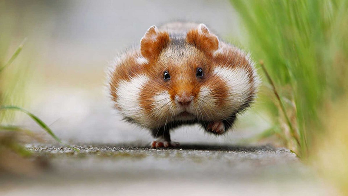 Хомячок добродушный толстячок