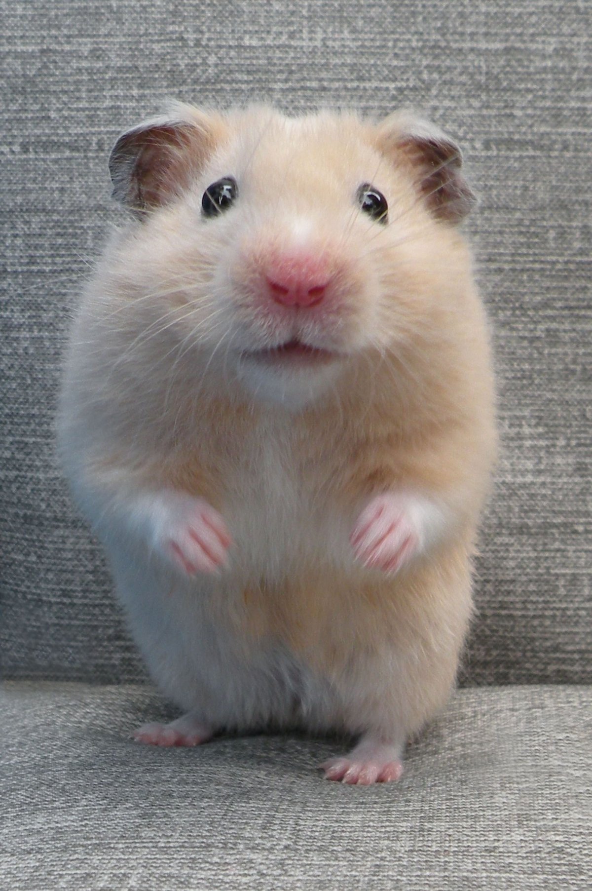 Сенегальский хомяк