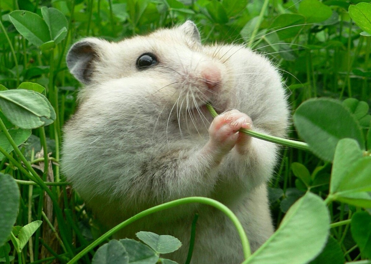 Японский хомяк