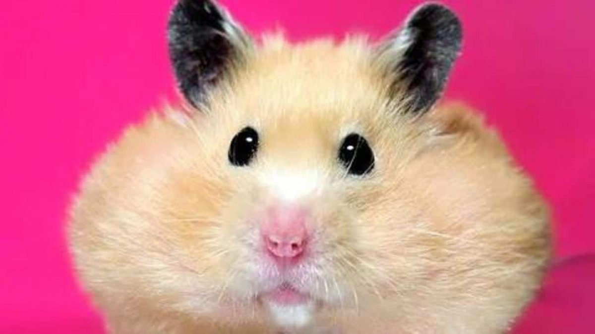 Хомяк с щеками