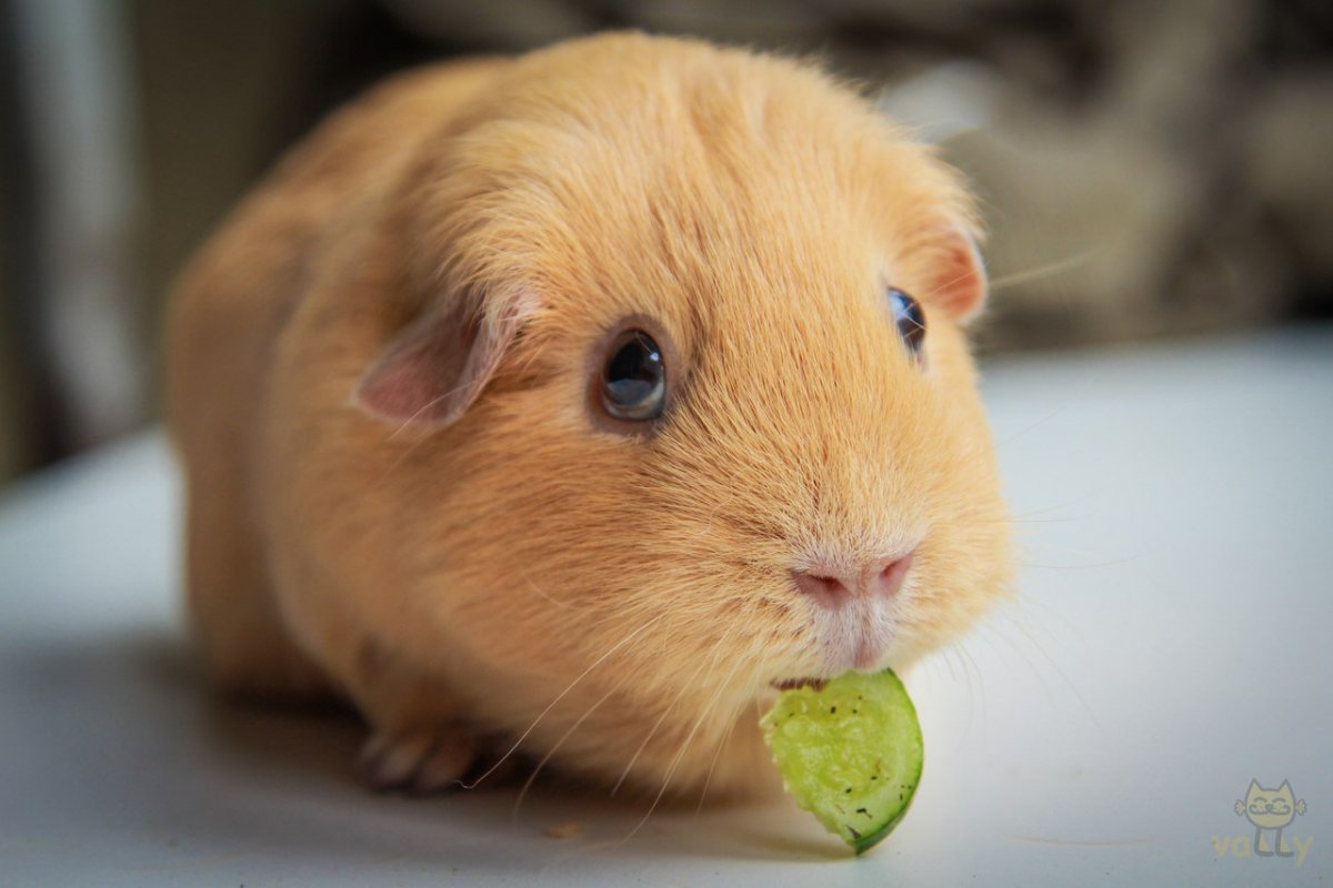 Породы хомяков ангорский