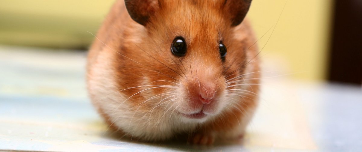 Что едят хомяки