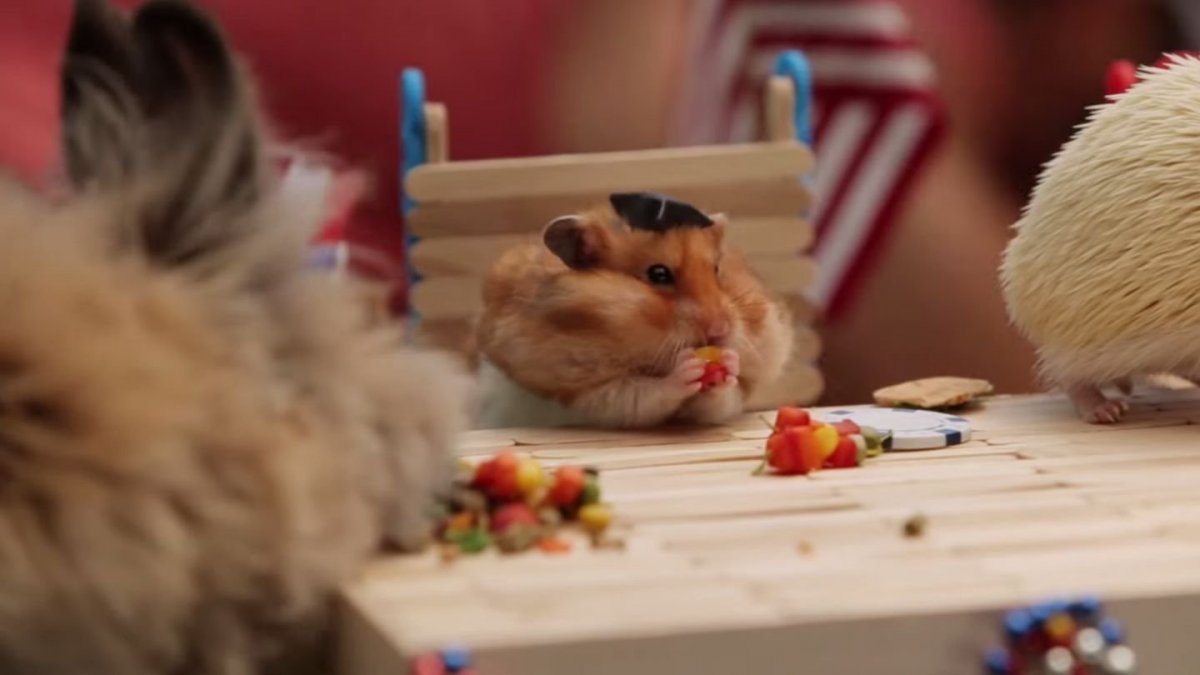 Хомячок домашний