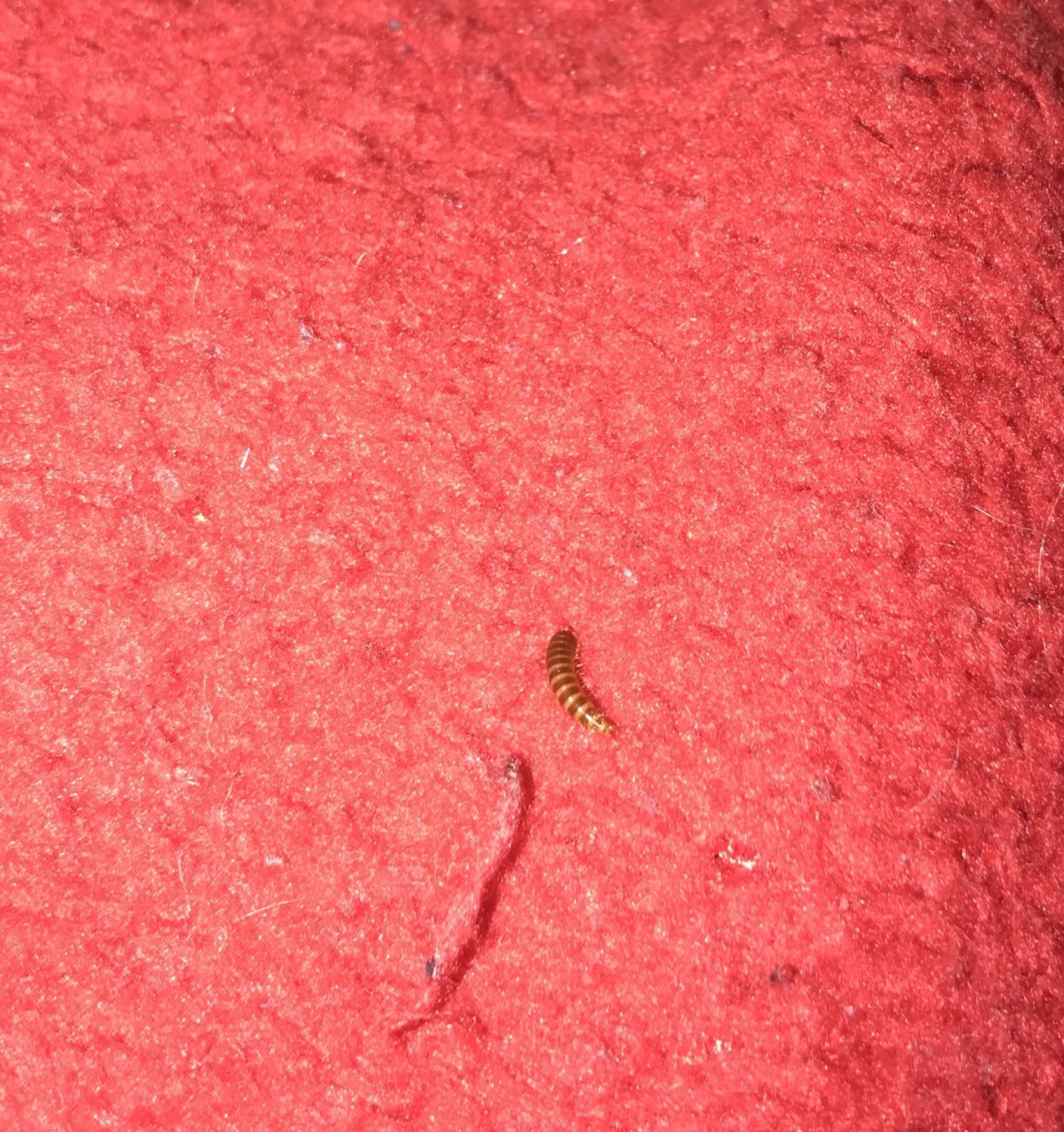 Ковровый кожеед личинки укусы