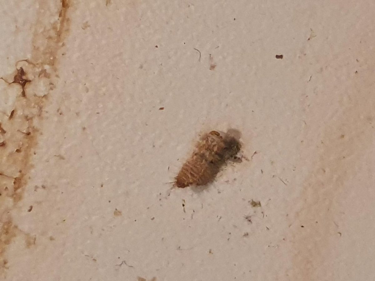 Жук кожеед Домовой