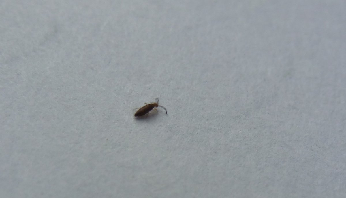 Жук кожеед укус человека