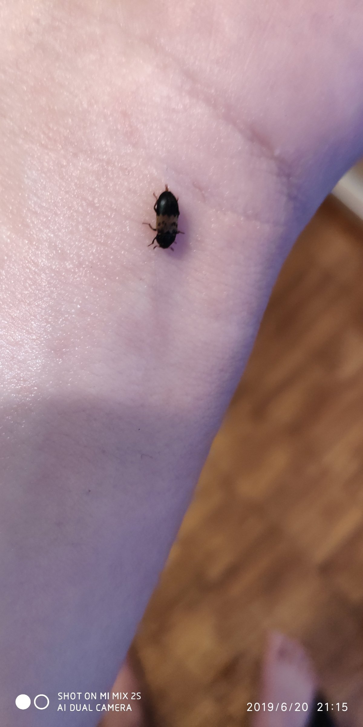 Кожеед в квартире укус