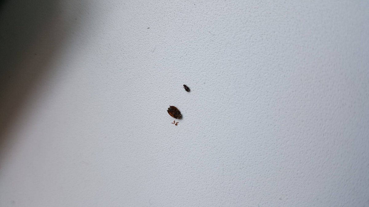 Жук кожеед экскременты