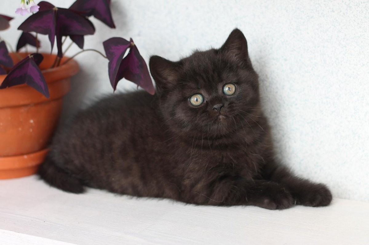 Британец гладкошерстный черный