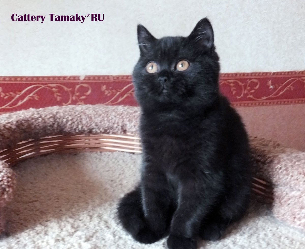 Британский черный табби