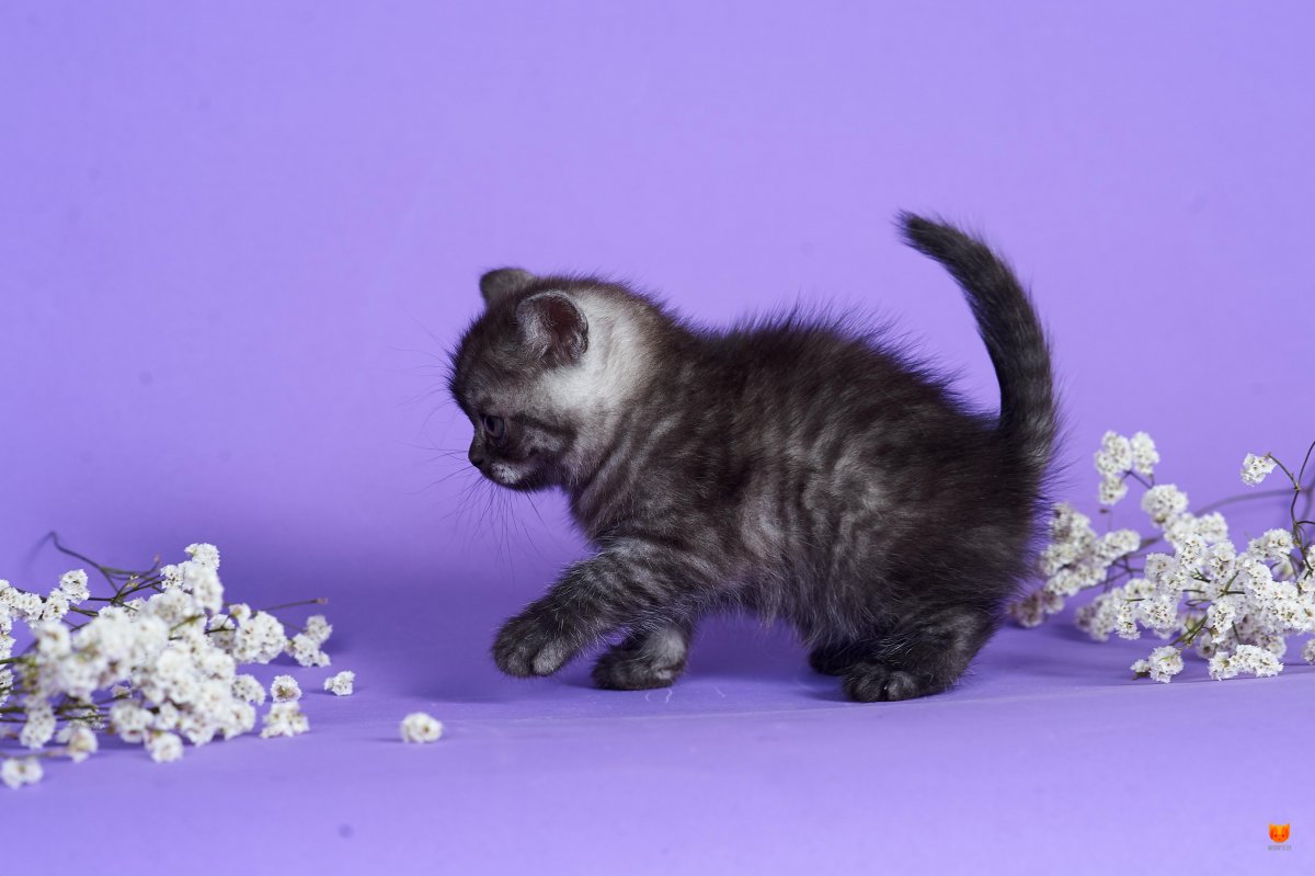 Британская прямоухая кошка черный дым