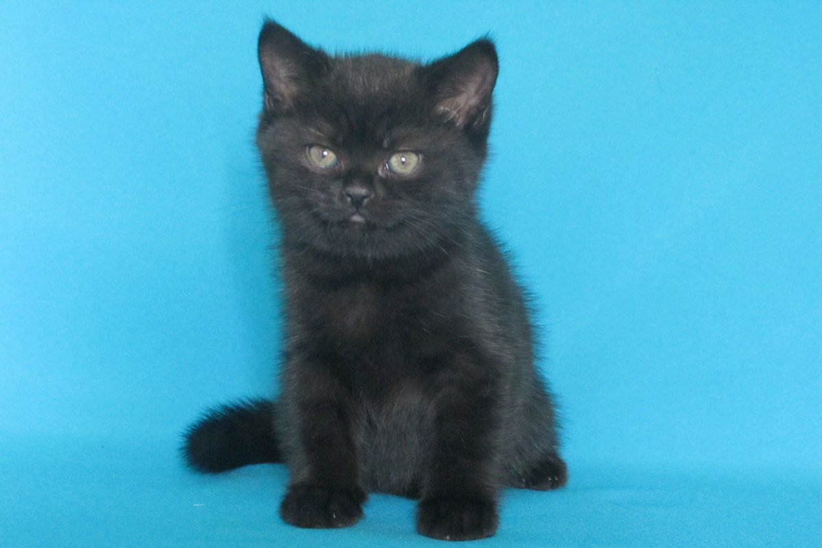 Британский кот черный хвост