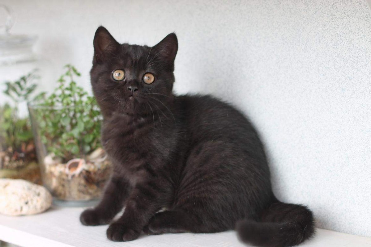 Дымчатый окрас кошек