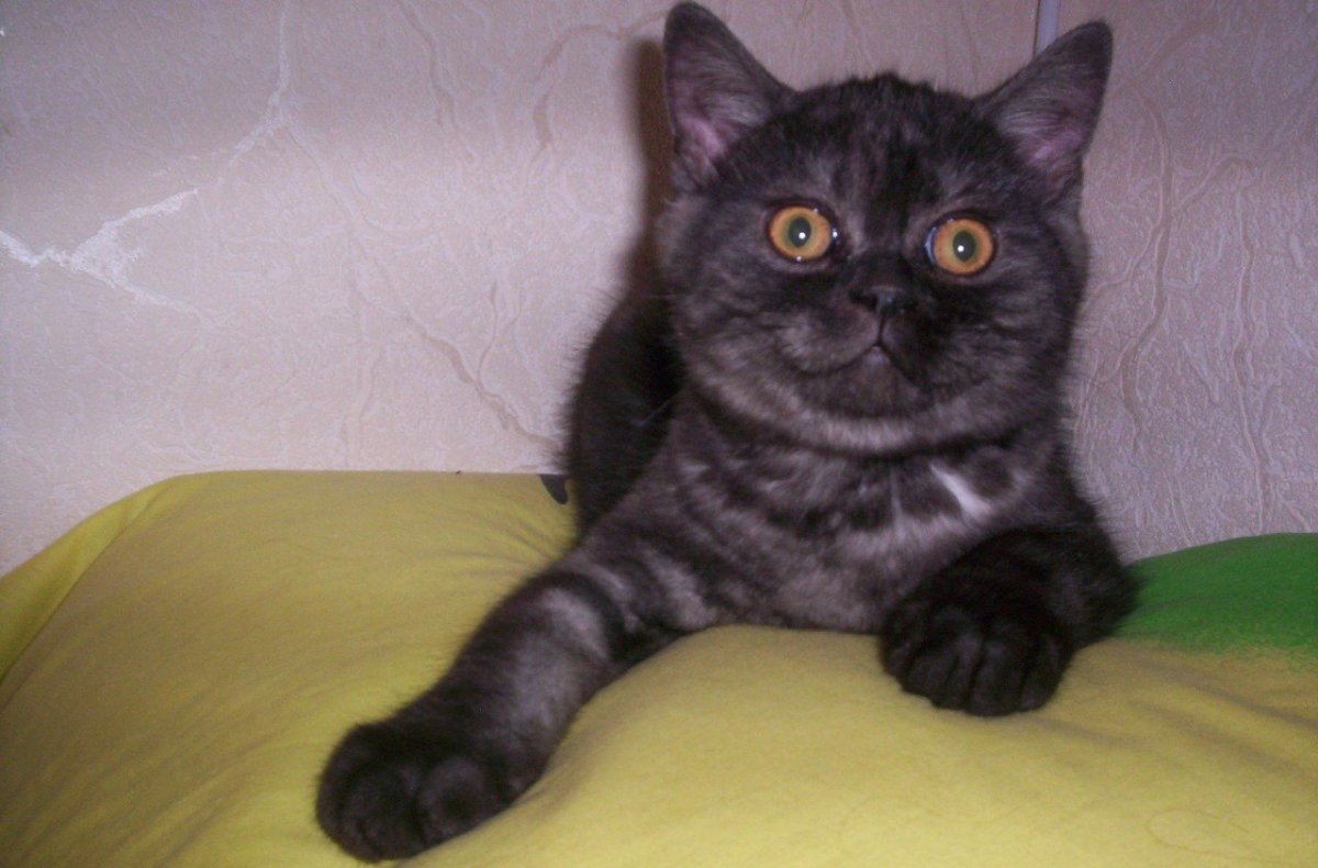 Чистокровный британец кот черный