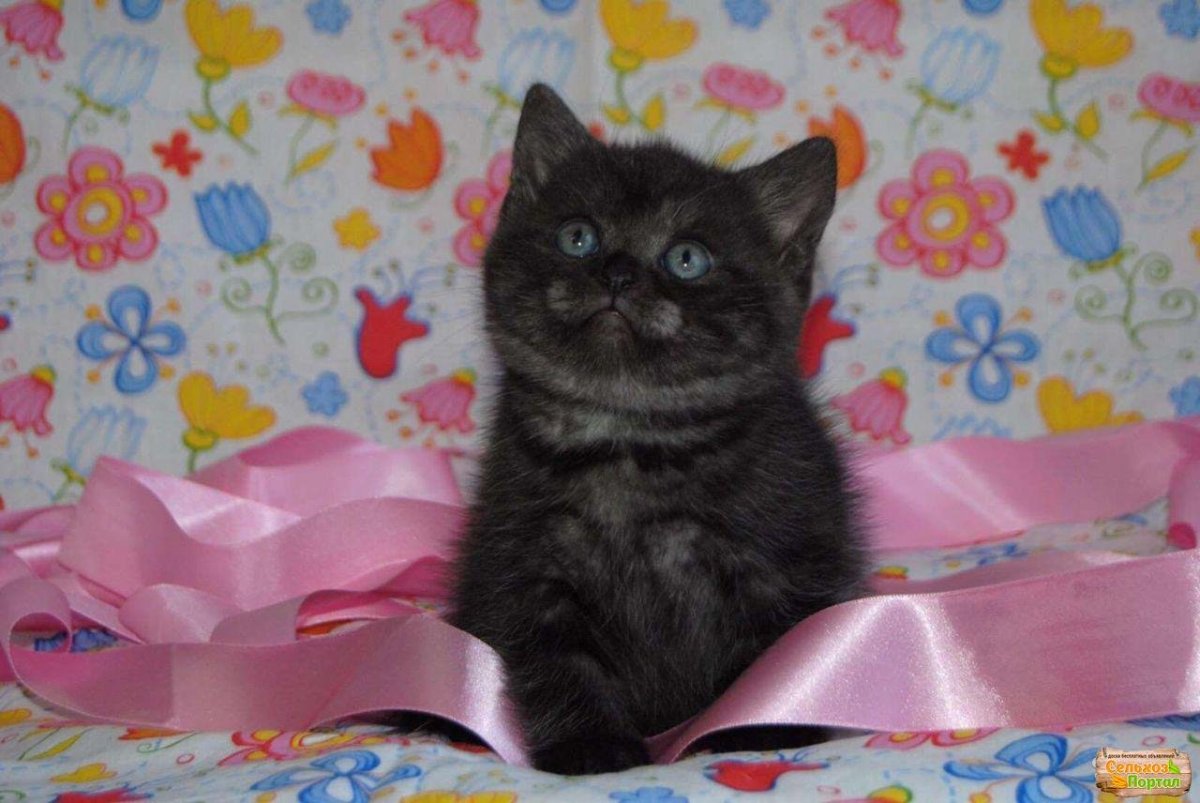 Скоттиш страйт дымчатый