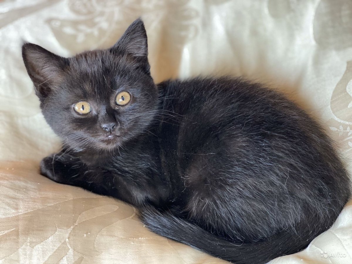 Черный дымчатый британец котенок