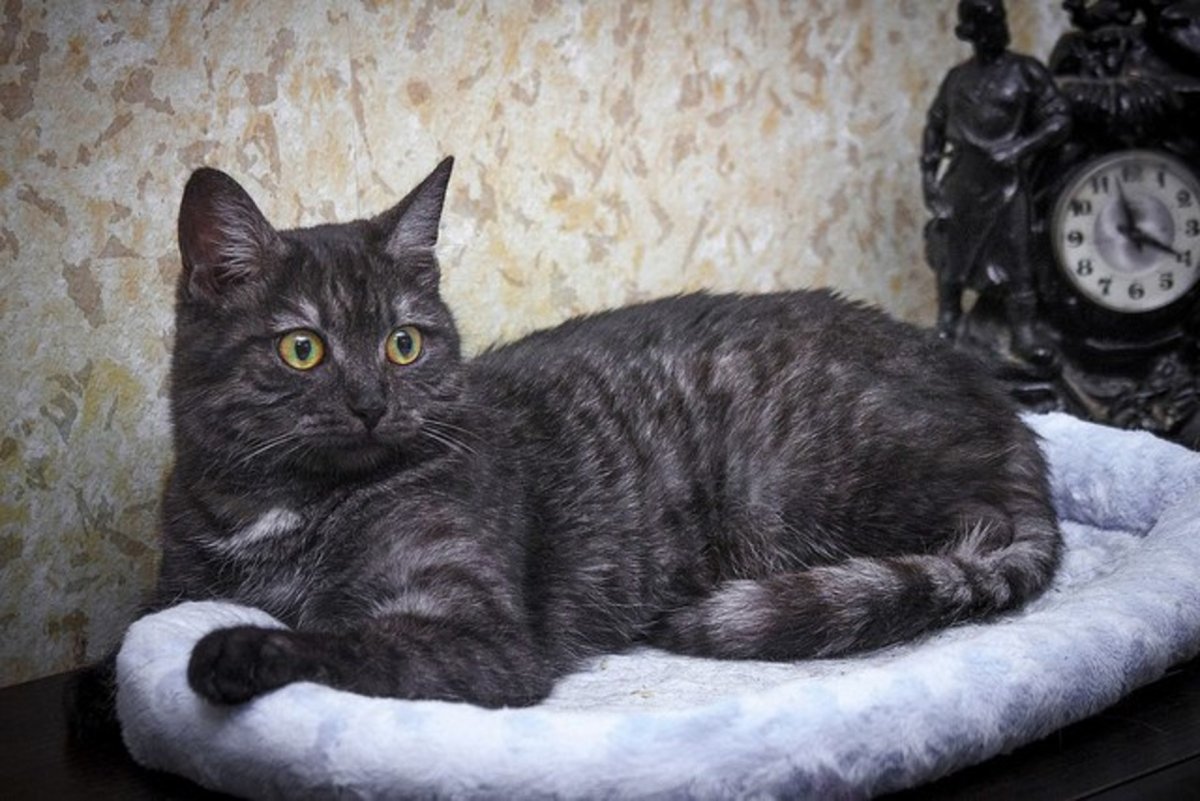 Британский кот черный дым