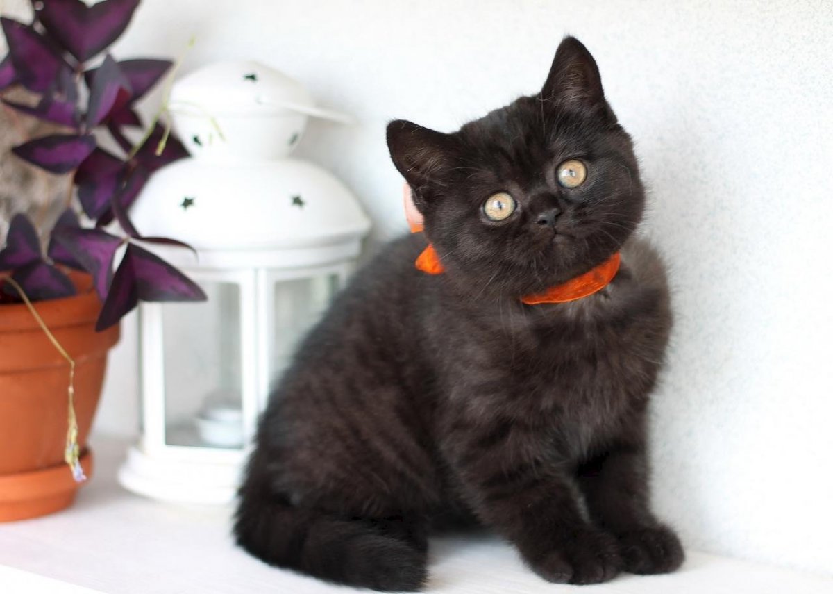 Шотландская прямоухая короткошерстная черная