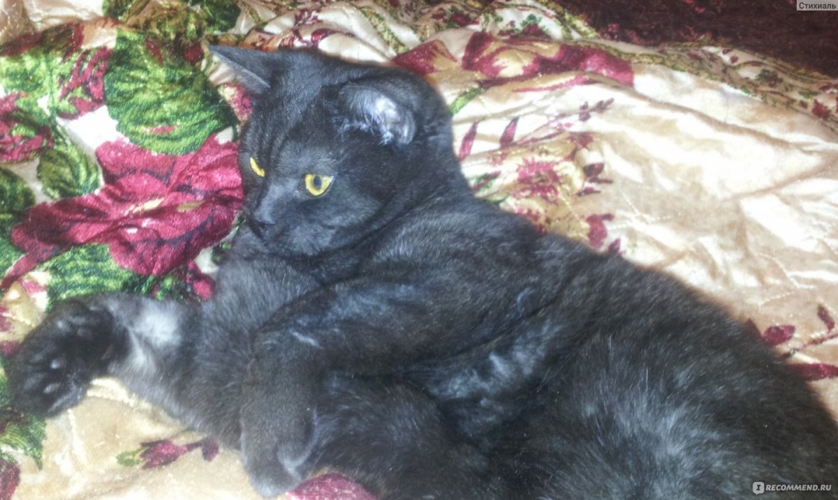 Британская короткошёрстная кошка черная