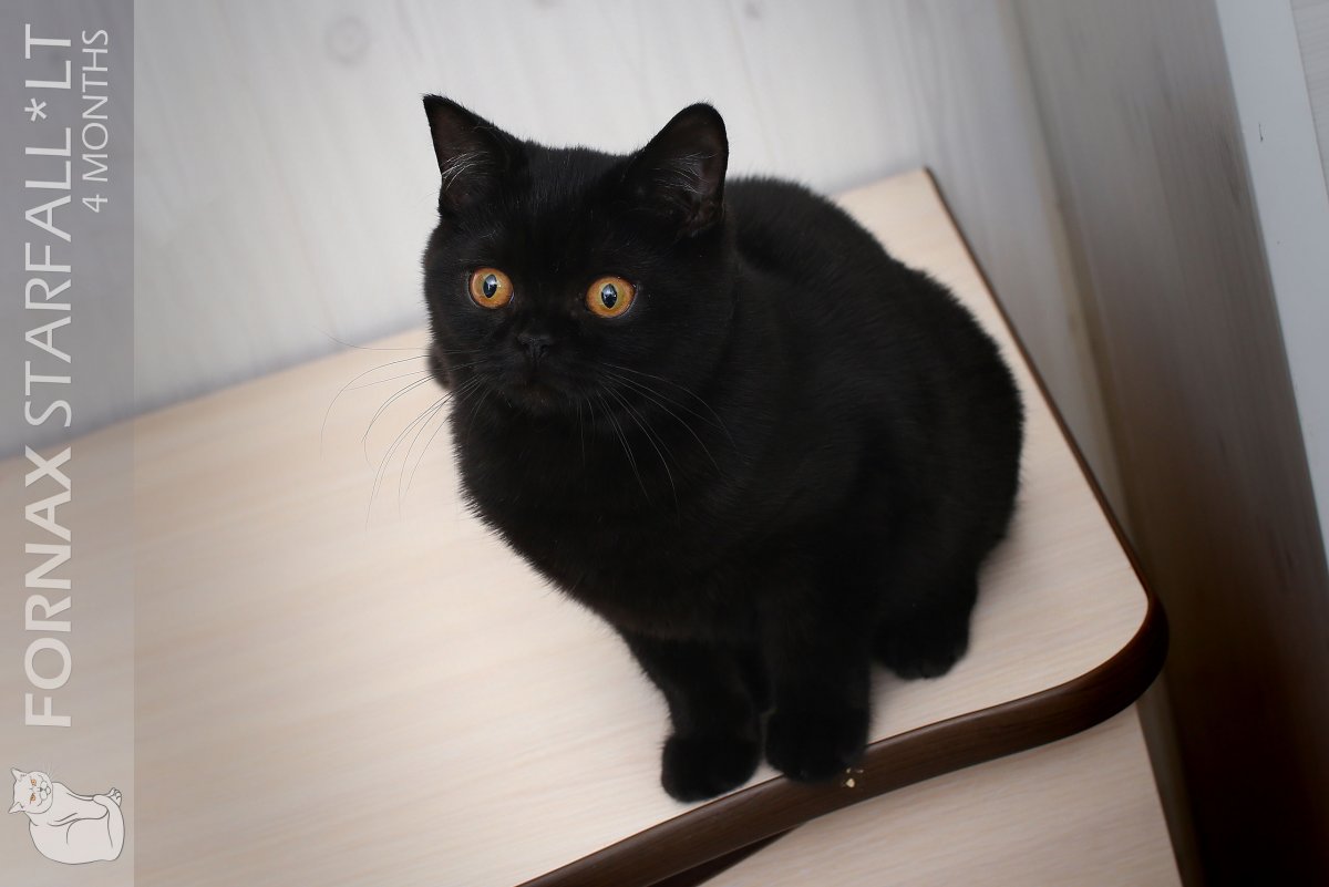 Кошка черная смесь Британская