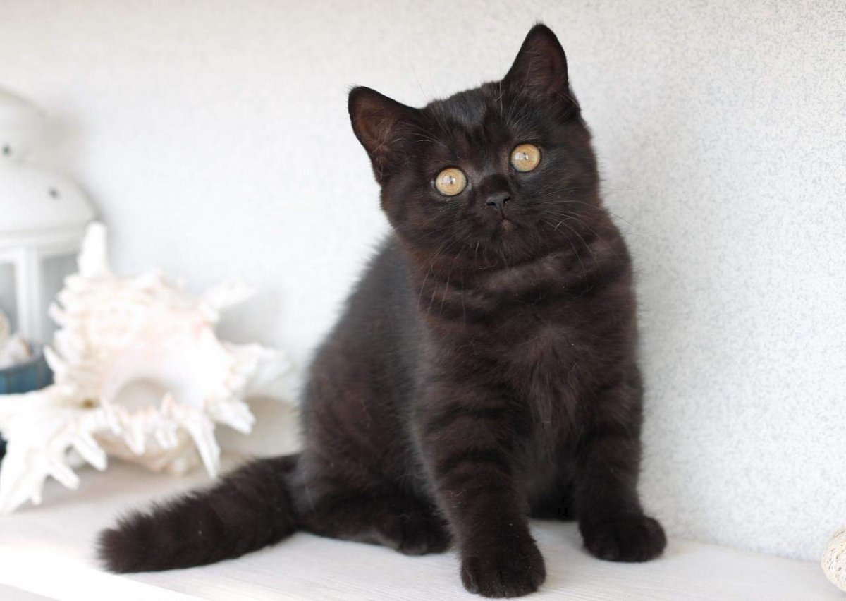 Черный Солид британец