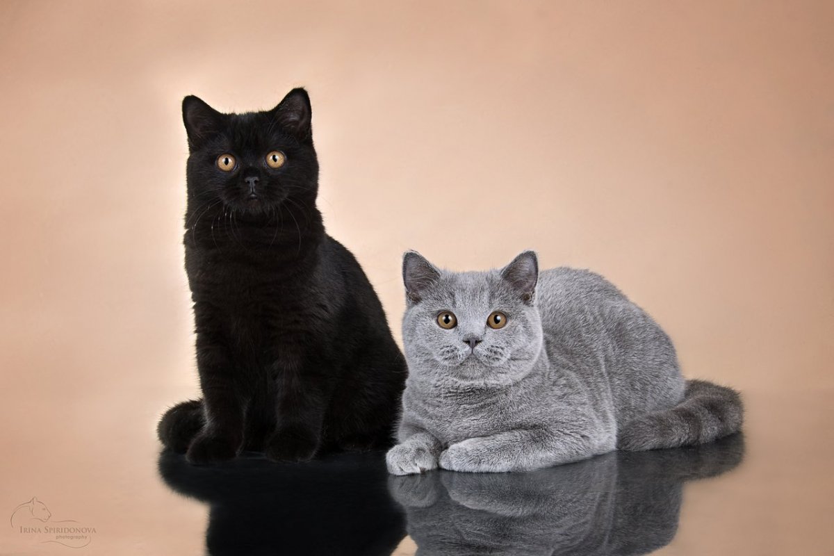 Британские котята черные