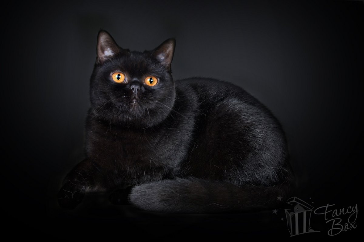 Азиатская табби черный дым