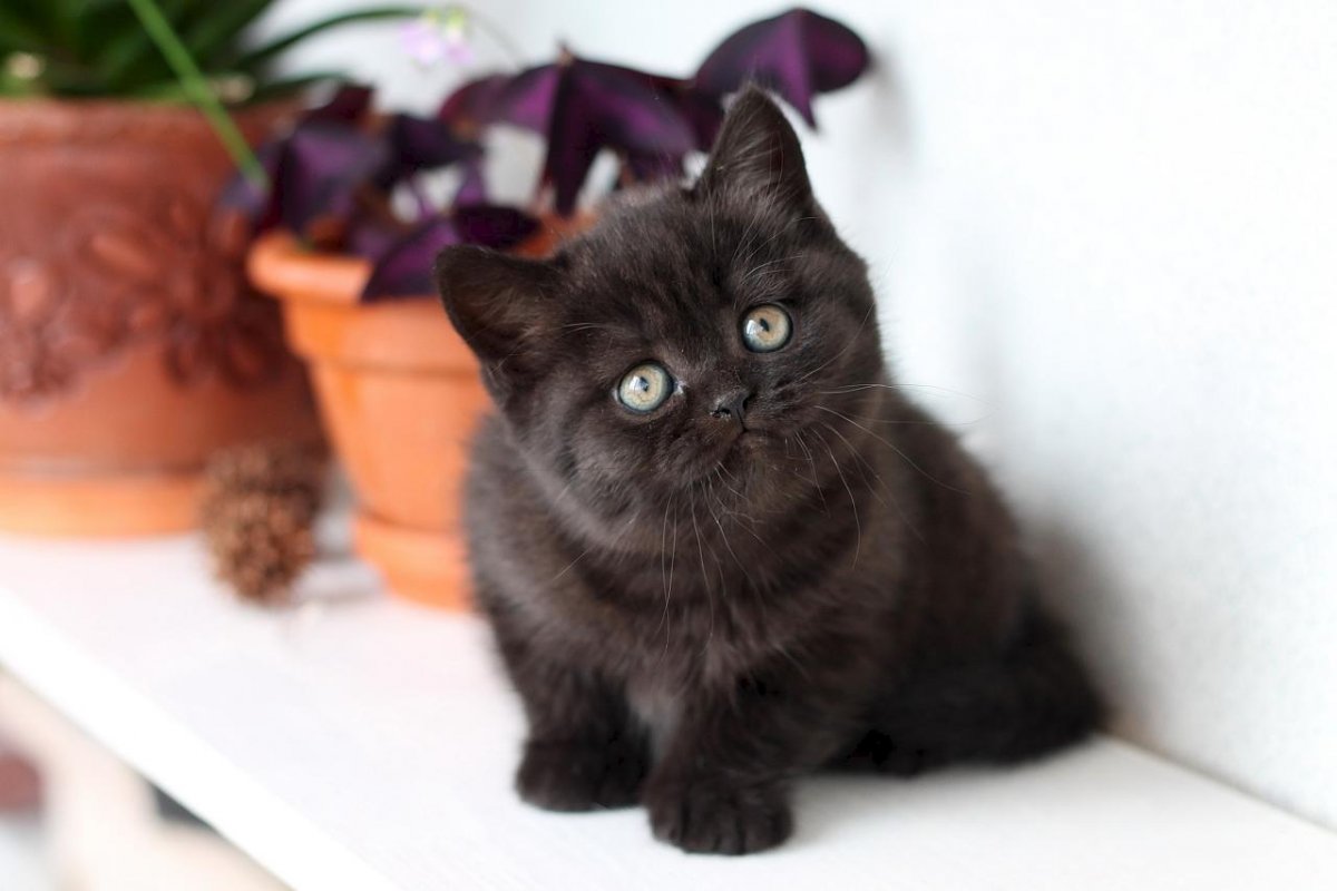 Британские котята окрас черный дым