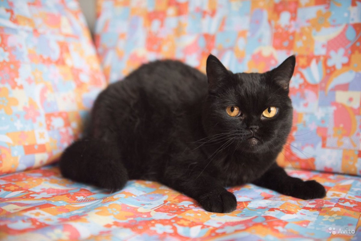 Шоколадные и черные британские котята