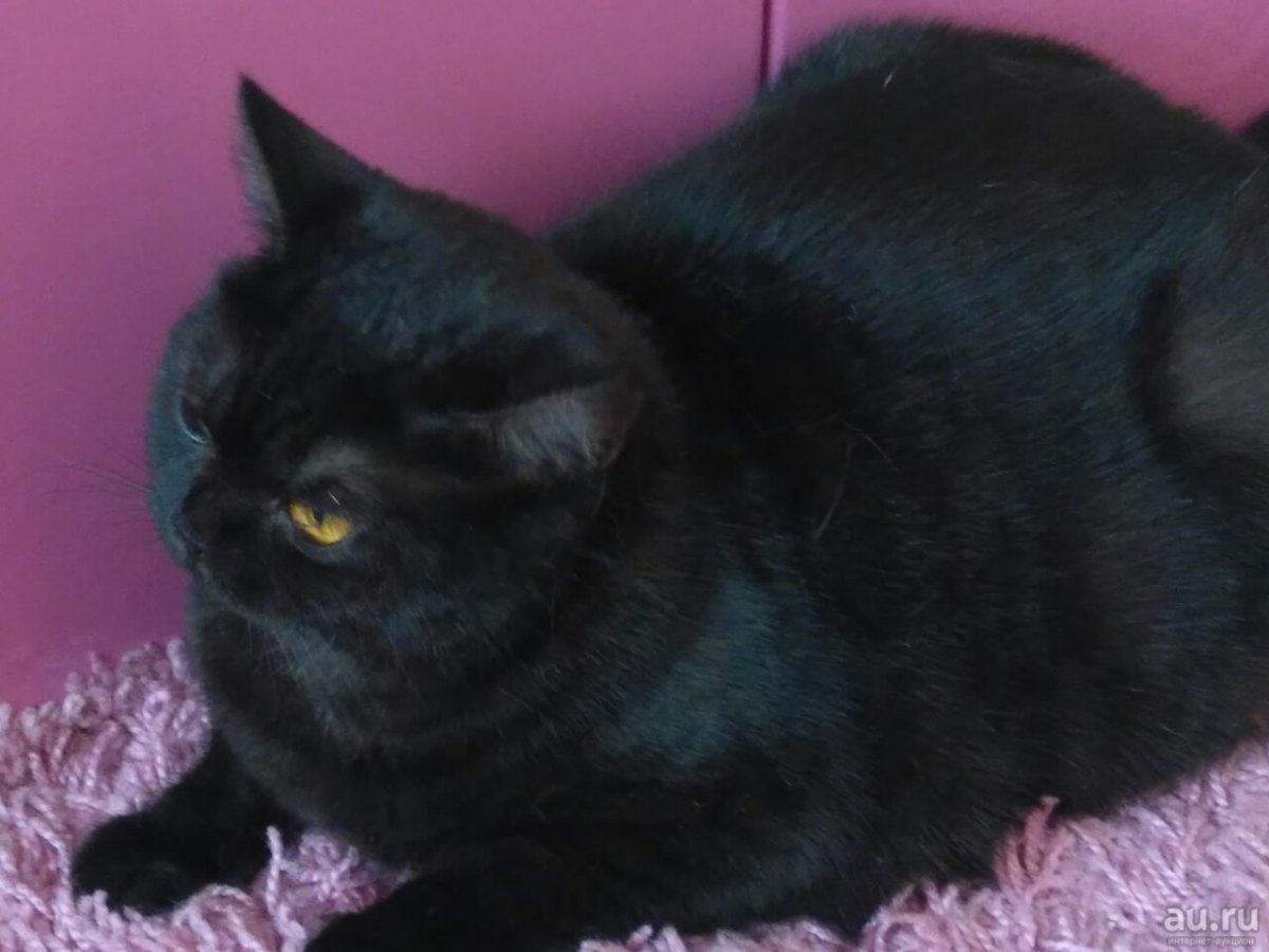 Шотландская прямоухая короткошерстная черная