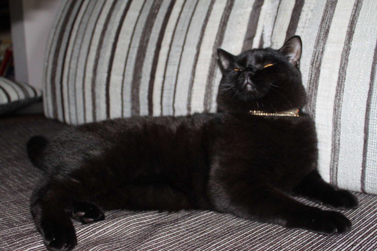 Табби котята чёрный дымчатый