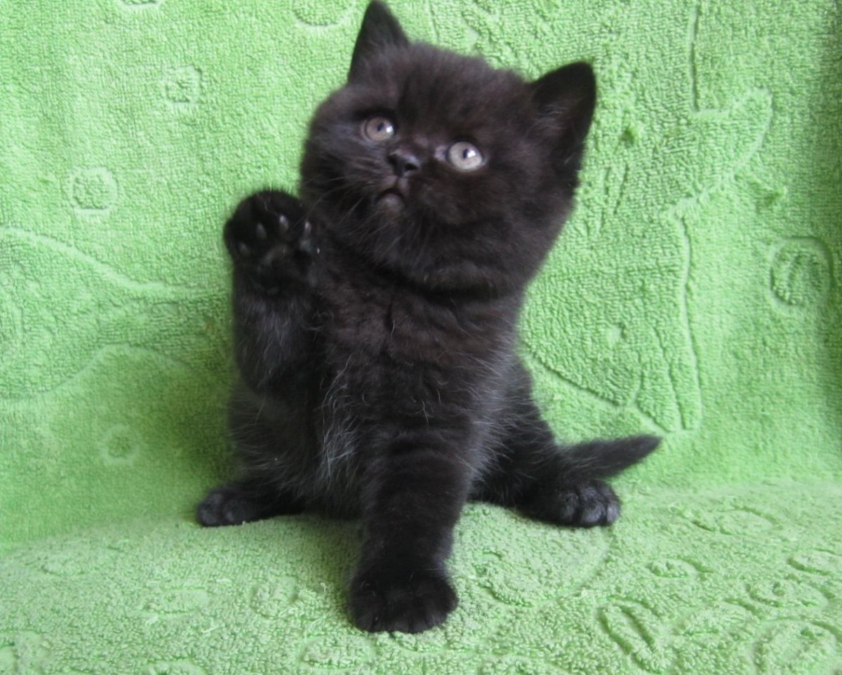 Фото чёрной британской кошки прямоухой