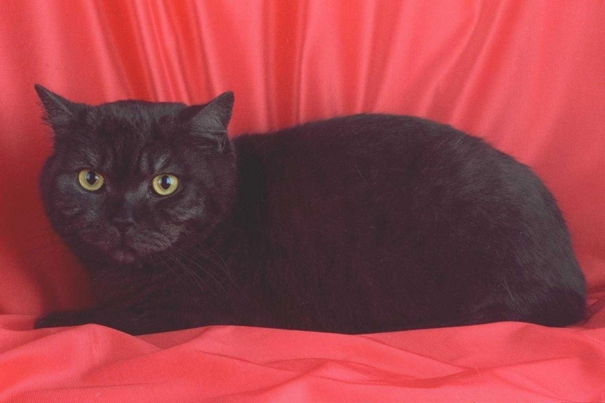 Шотландская кошка прямоухая черная