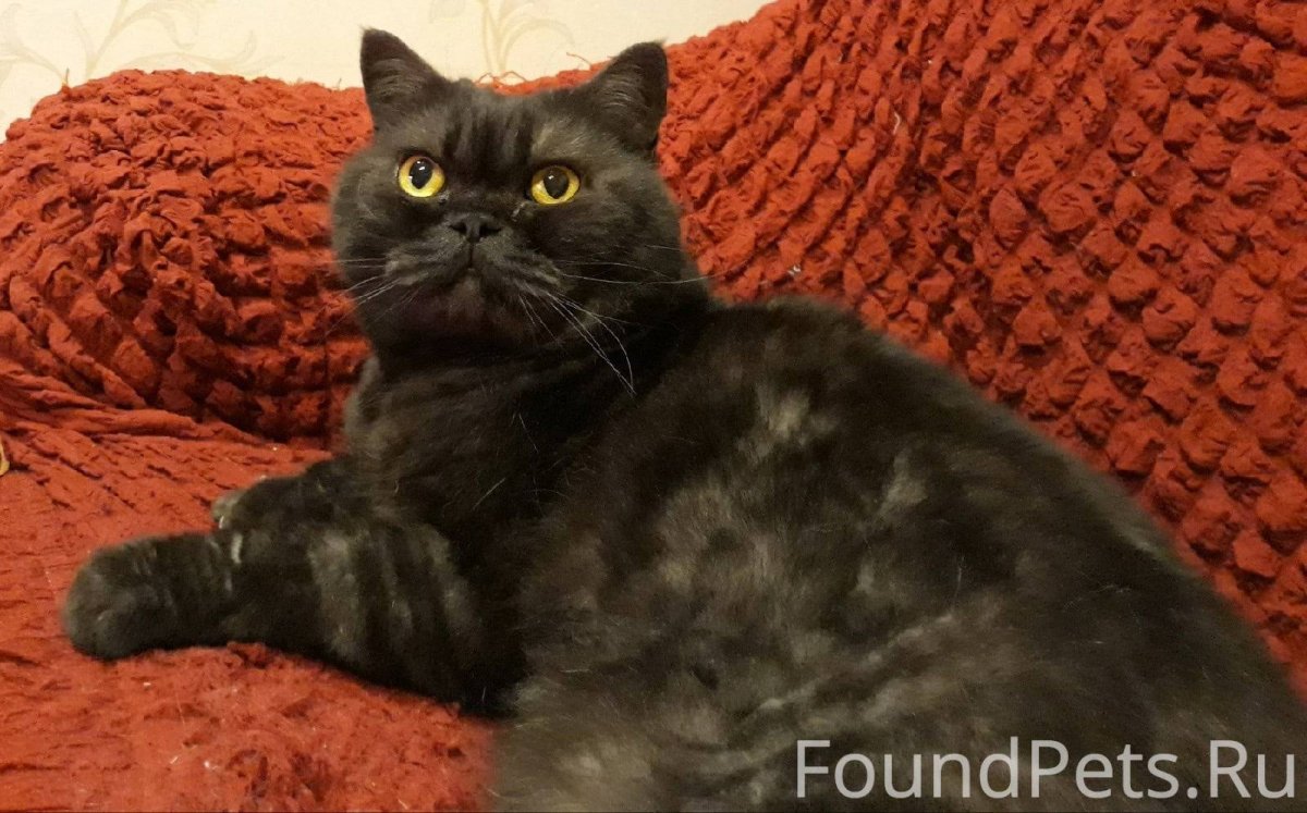 Маленький черный британец