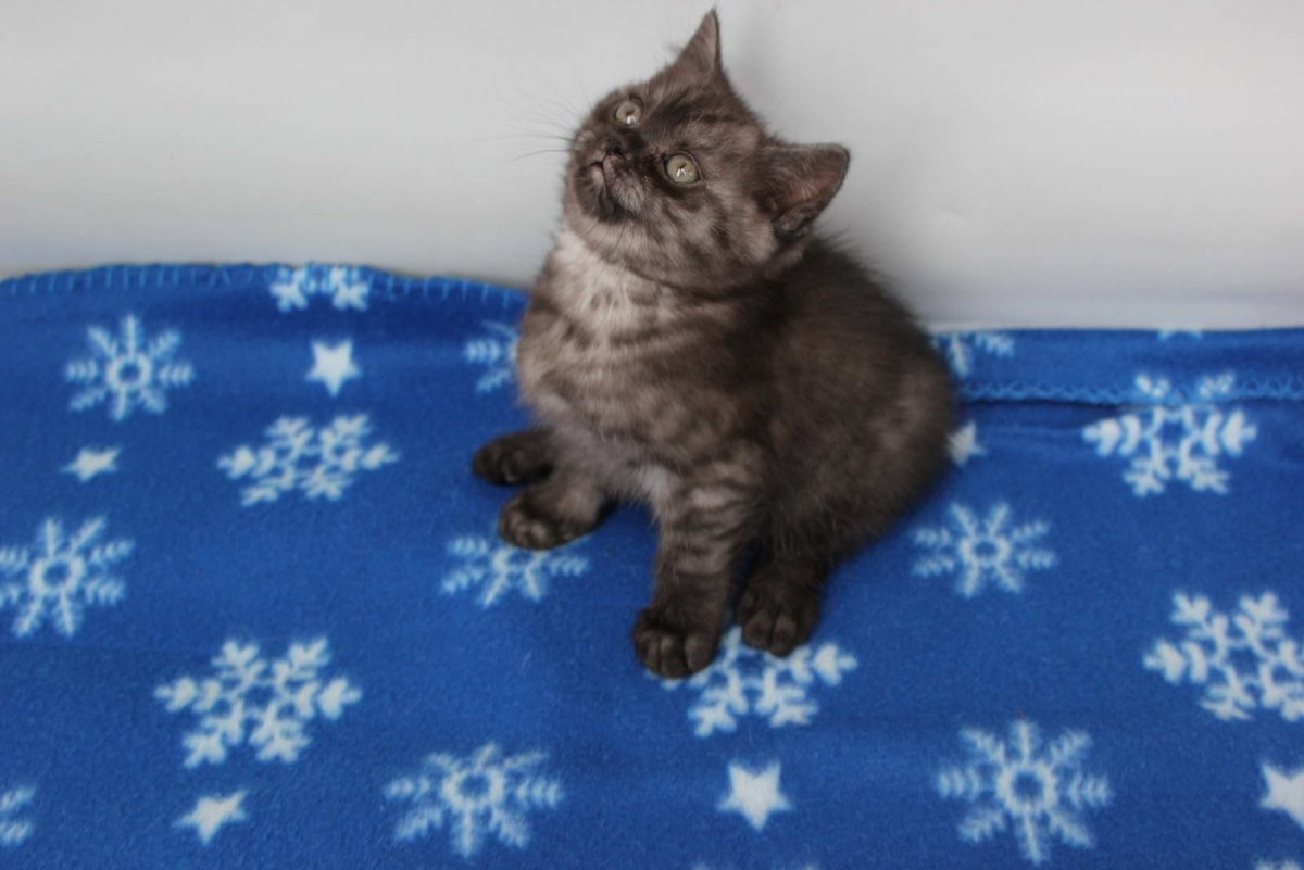 Британец табби, чёрный дым