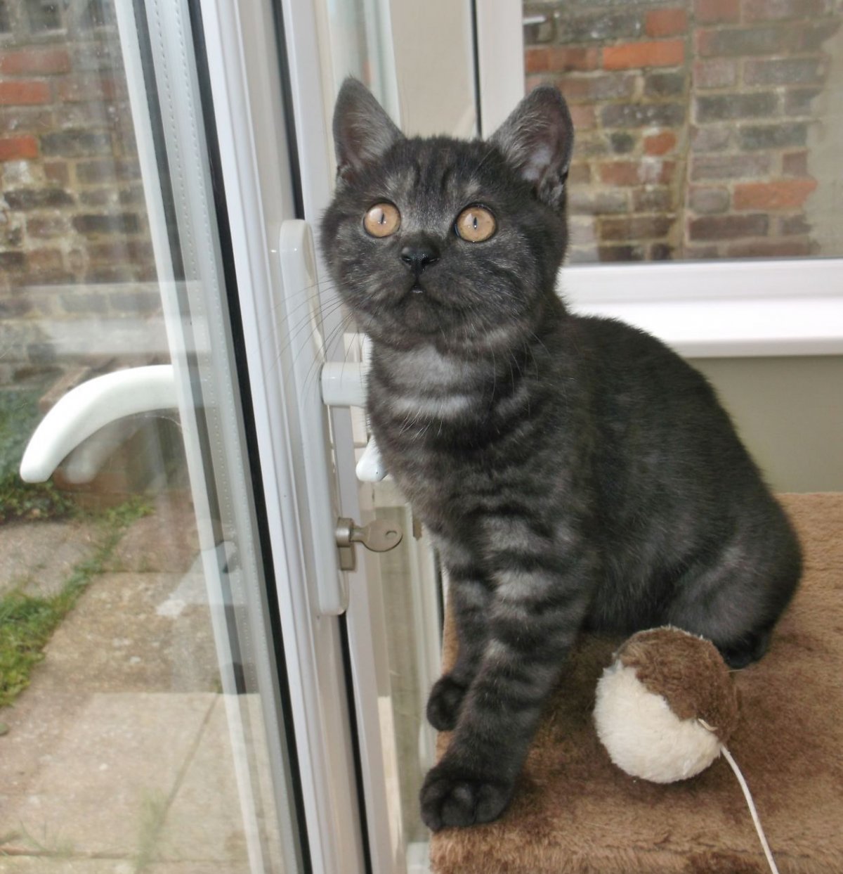 Черная Британская кошка с кисточками