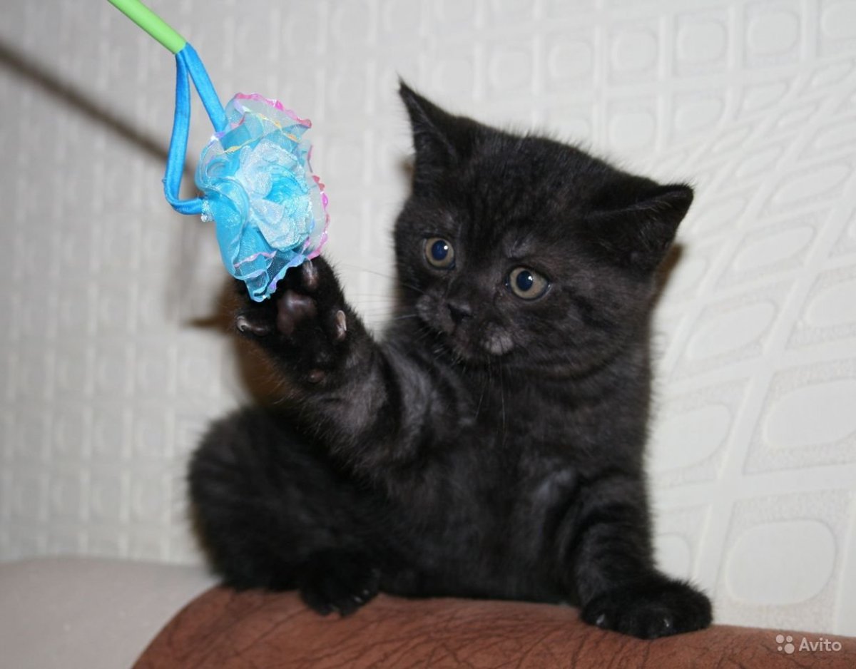 Британская черный дым