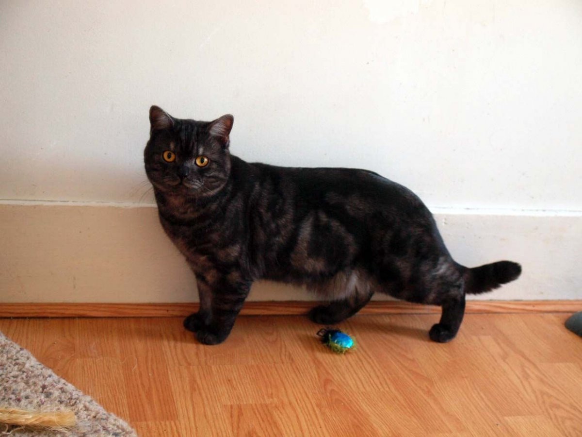 Чёрная Сибирская норка кошка