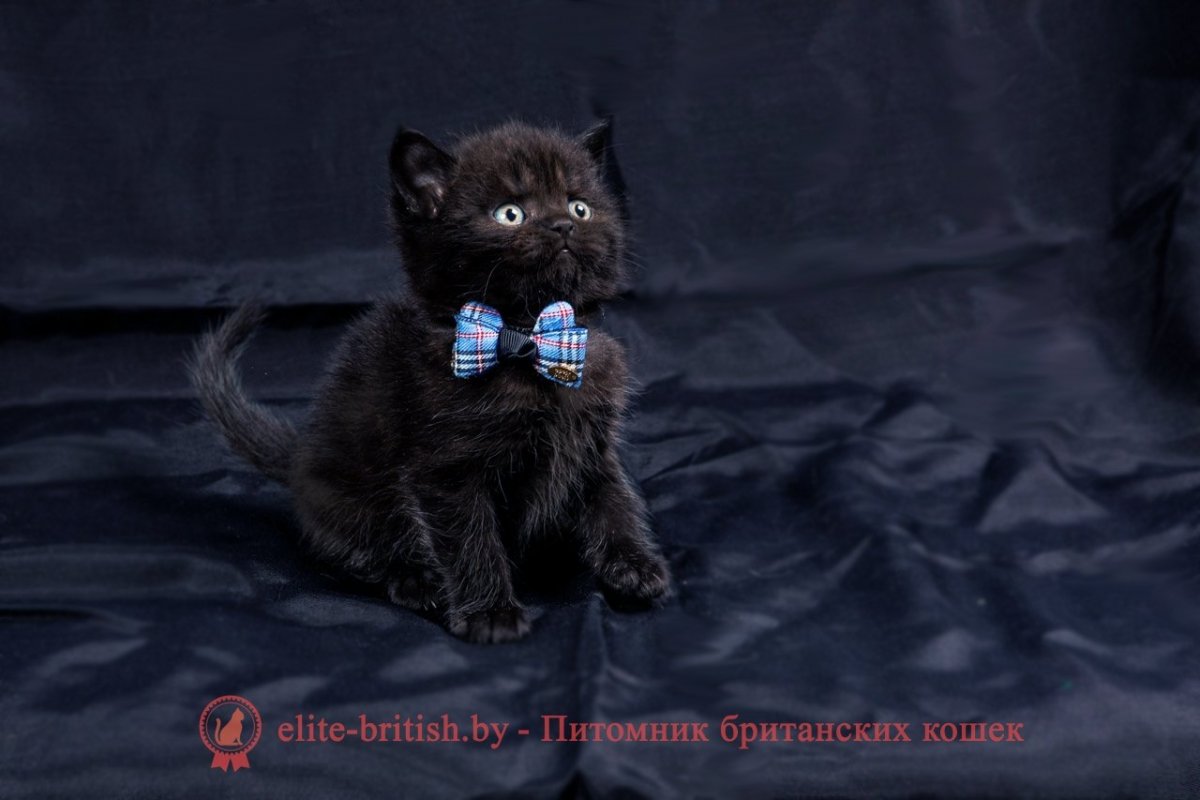 Чистокровный британец кот черный