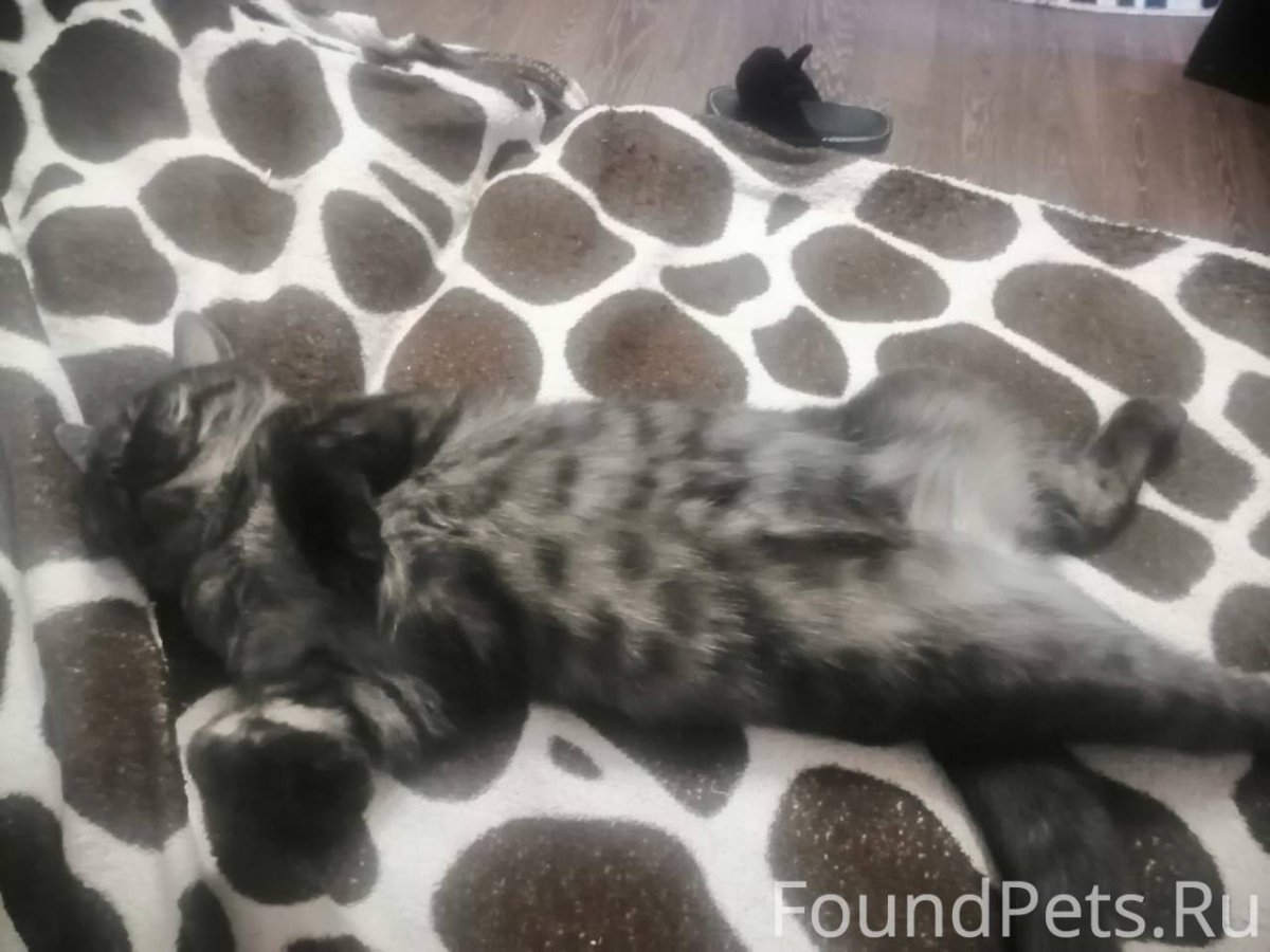 Черный британец котенок прямоухий