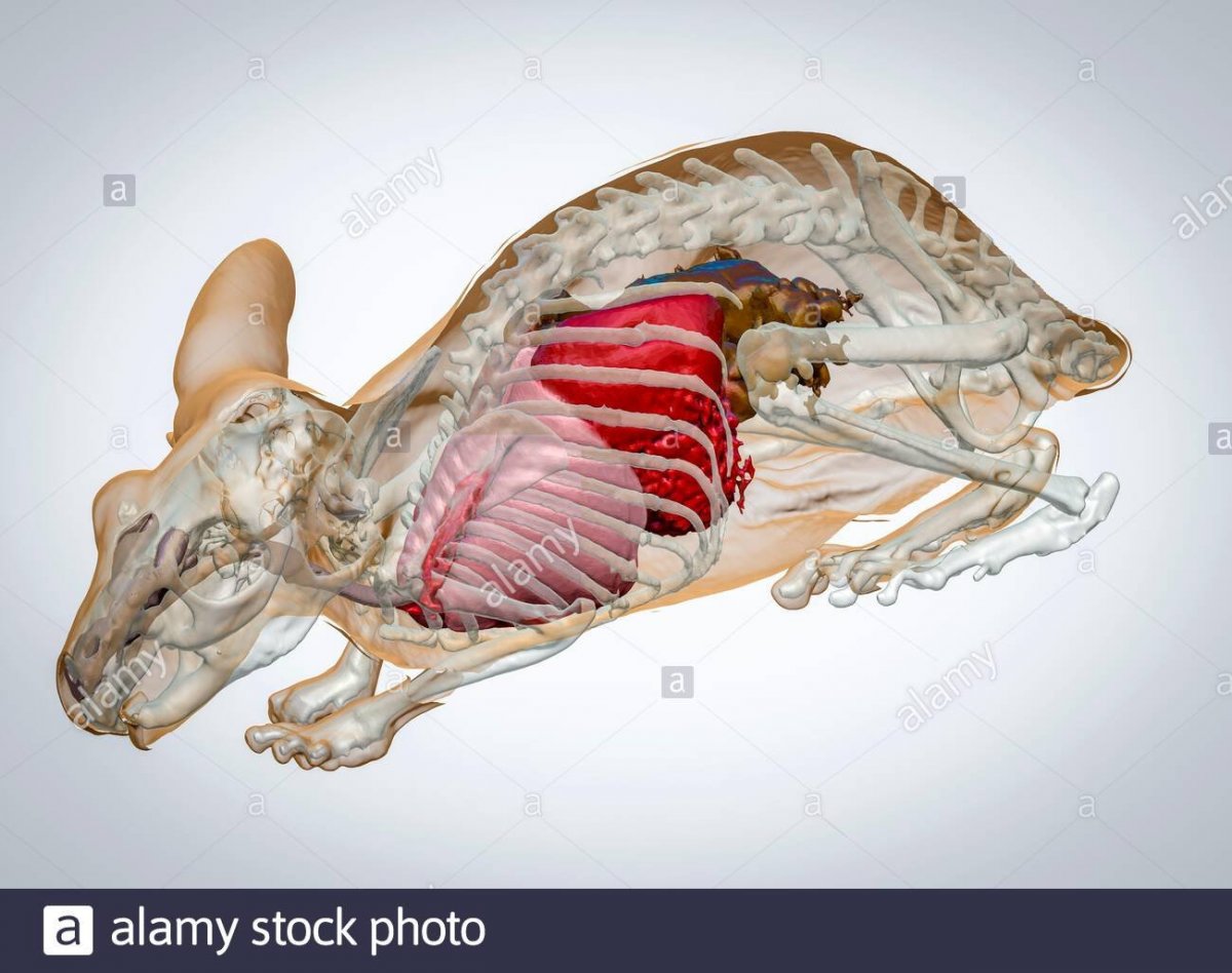 Анатомия шиншиллы