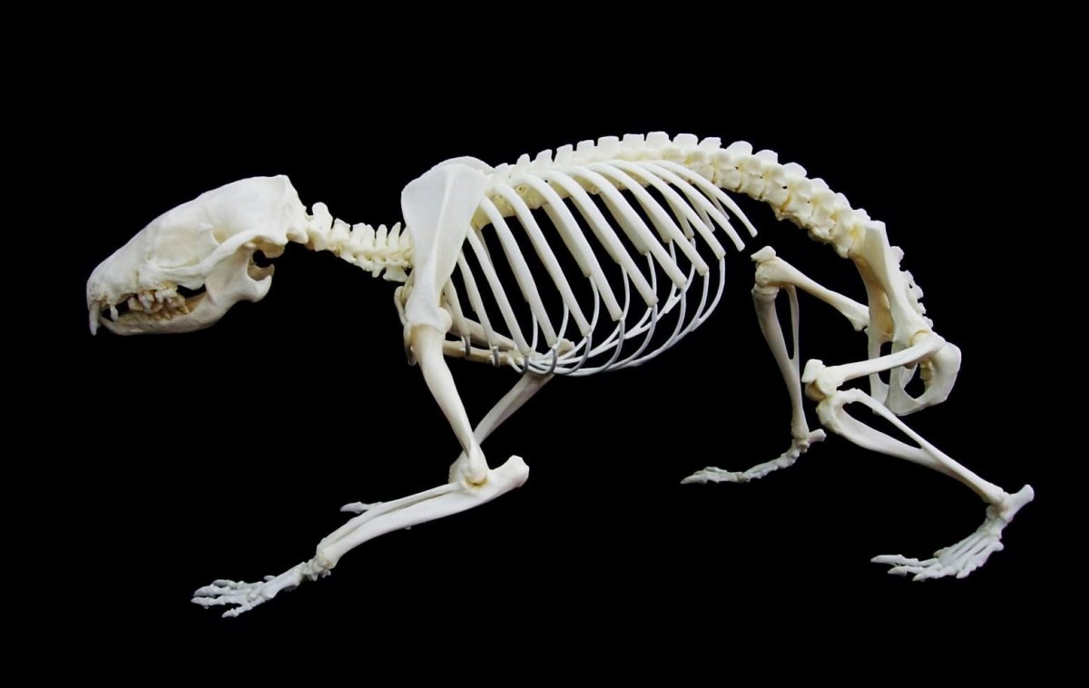 Строение хомяка джунгарика скелет