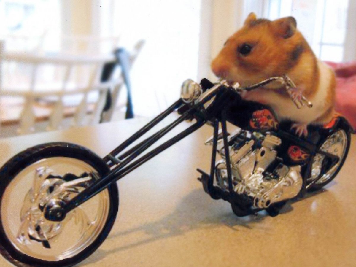 Скелет ежа обыкновенного