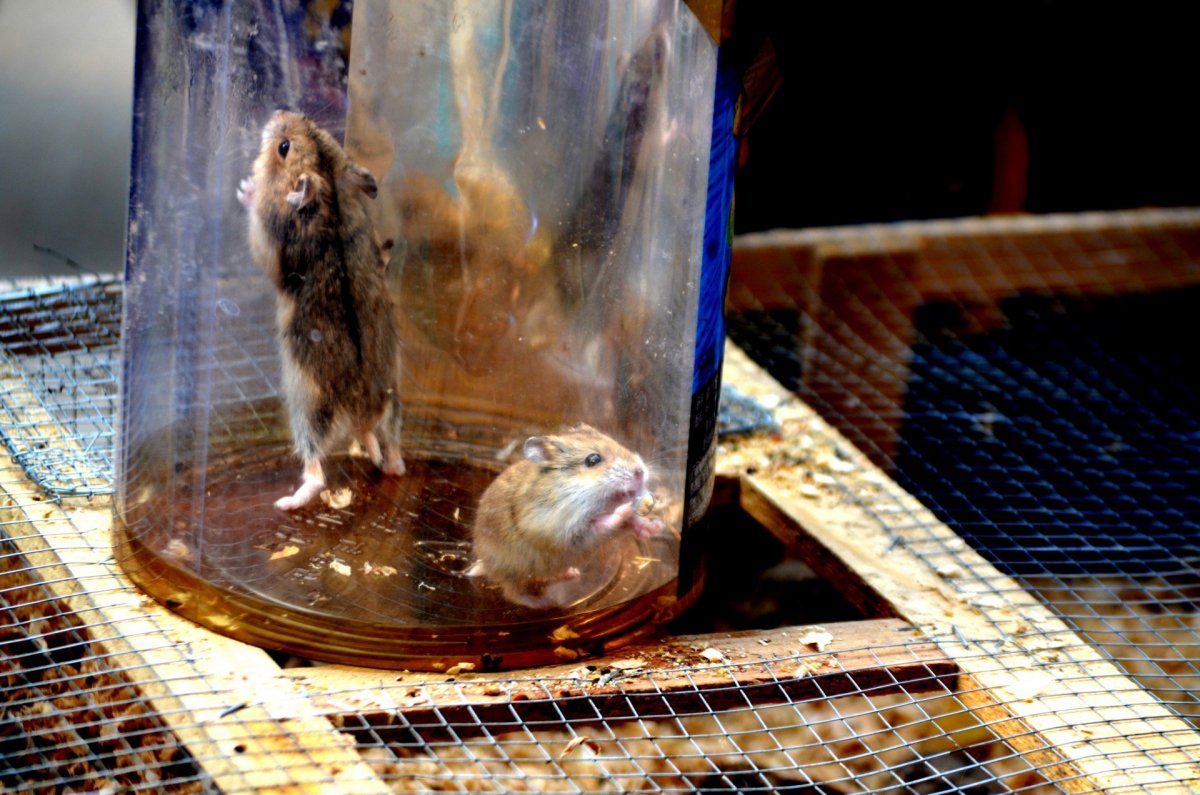 Самец крысы скелет