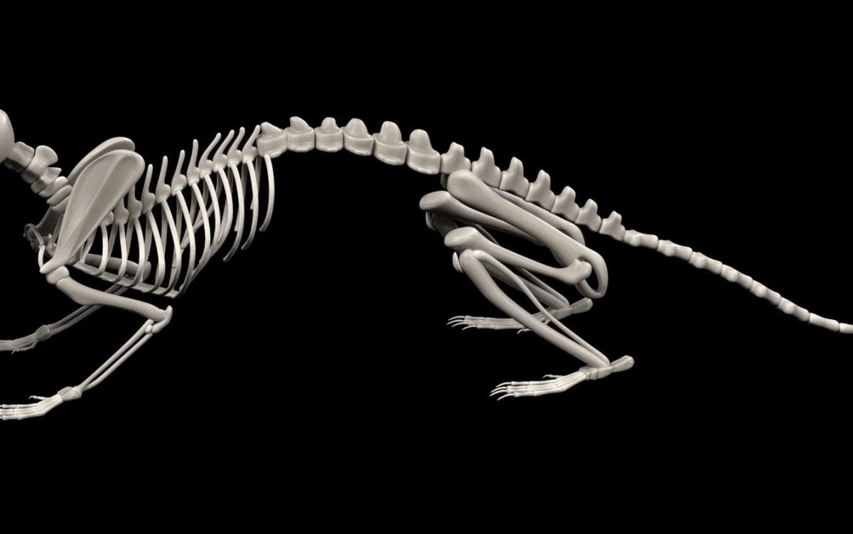 Пушистый скелет