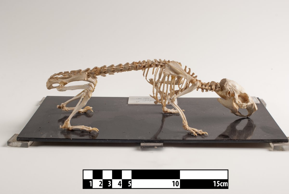 Скелет шиншиллы