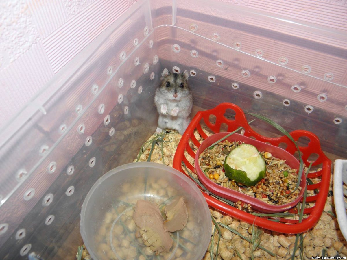 Скелет хомяка джунгарика