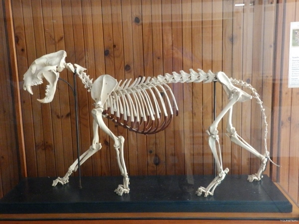 Мыши в банках