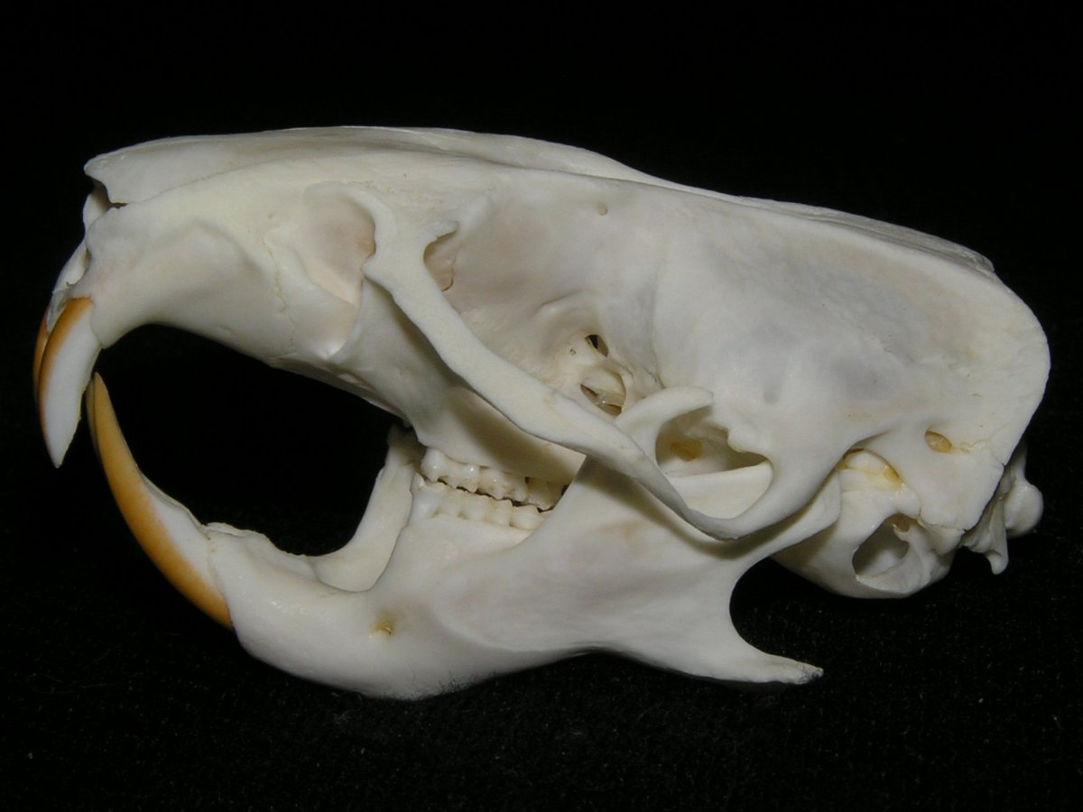 Молоко для хомяков