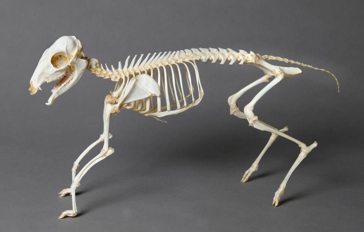 Скелет пантеры